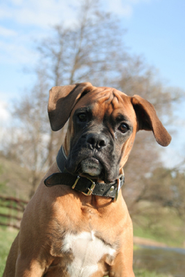 boxer